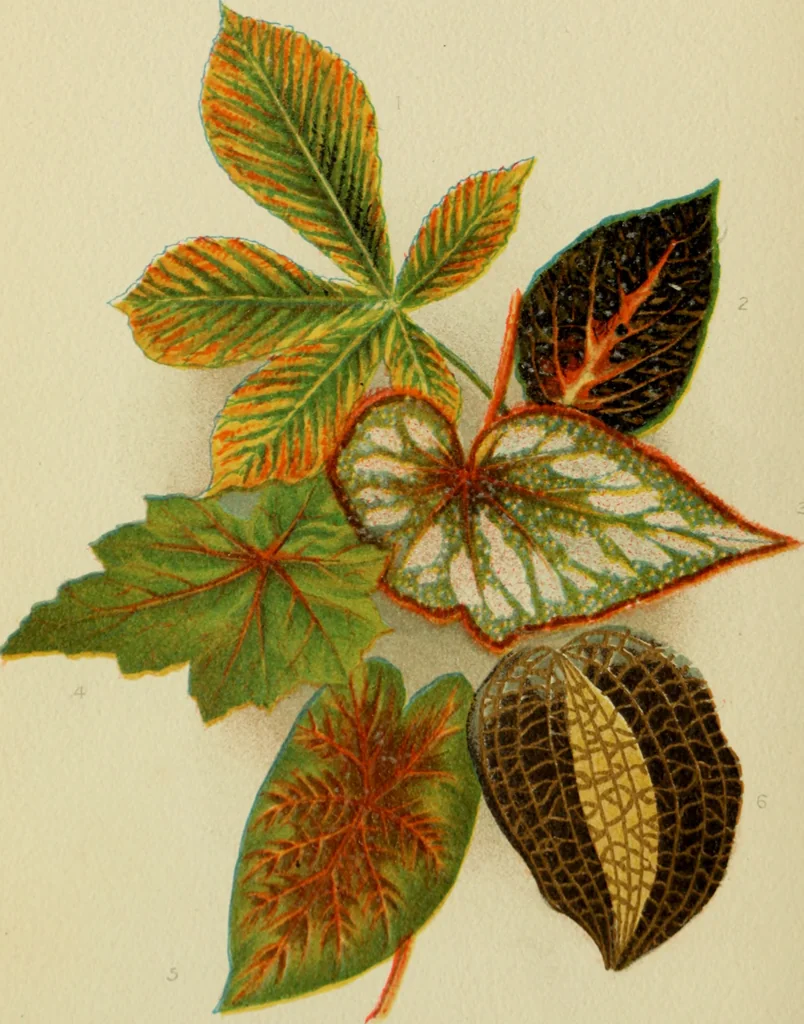 An illustration from Colouration in animals and plants, 1886, leaf 133
