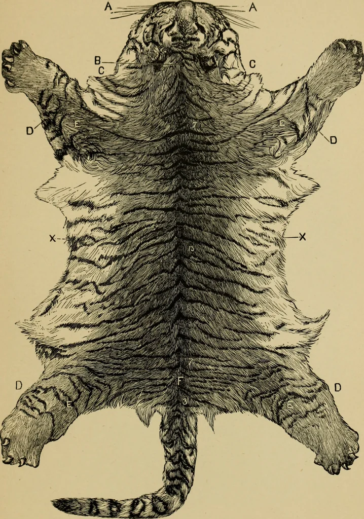 An illustration from Colouration in animals and plants, 1886, leaf 150