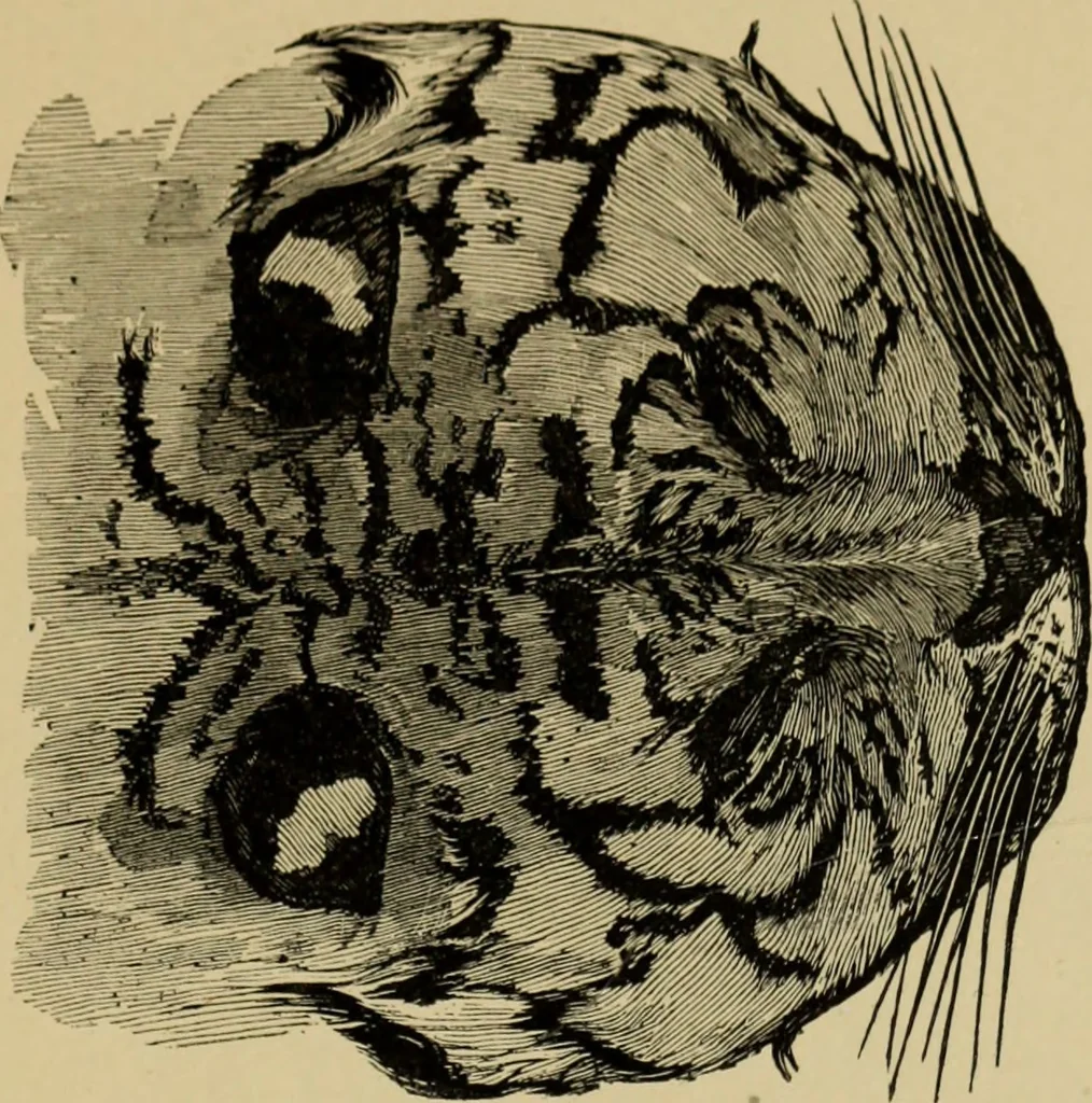 An illustration from Colouration in animals and plants, 1886, leaf 154