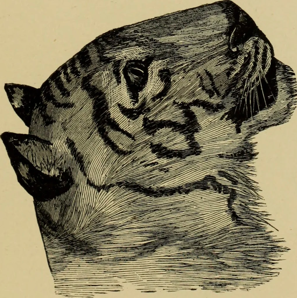 An illustration from Colouration in animals and plants, 1886, leaf 154