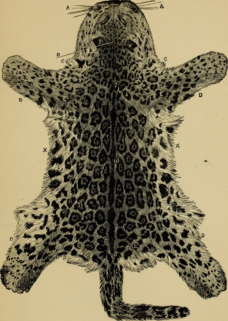 An illustration from Colouration in animals and plants, 1886, leaf 156