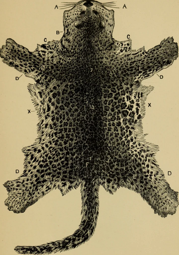 An illustration from Colouration in animals and plants, 1886, leaf 158