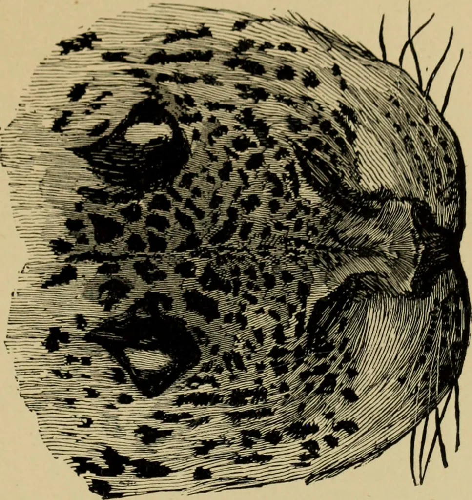 An illustration from Colouration in animals and plants, 1886, leaf 160