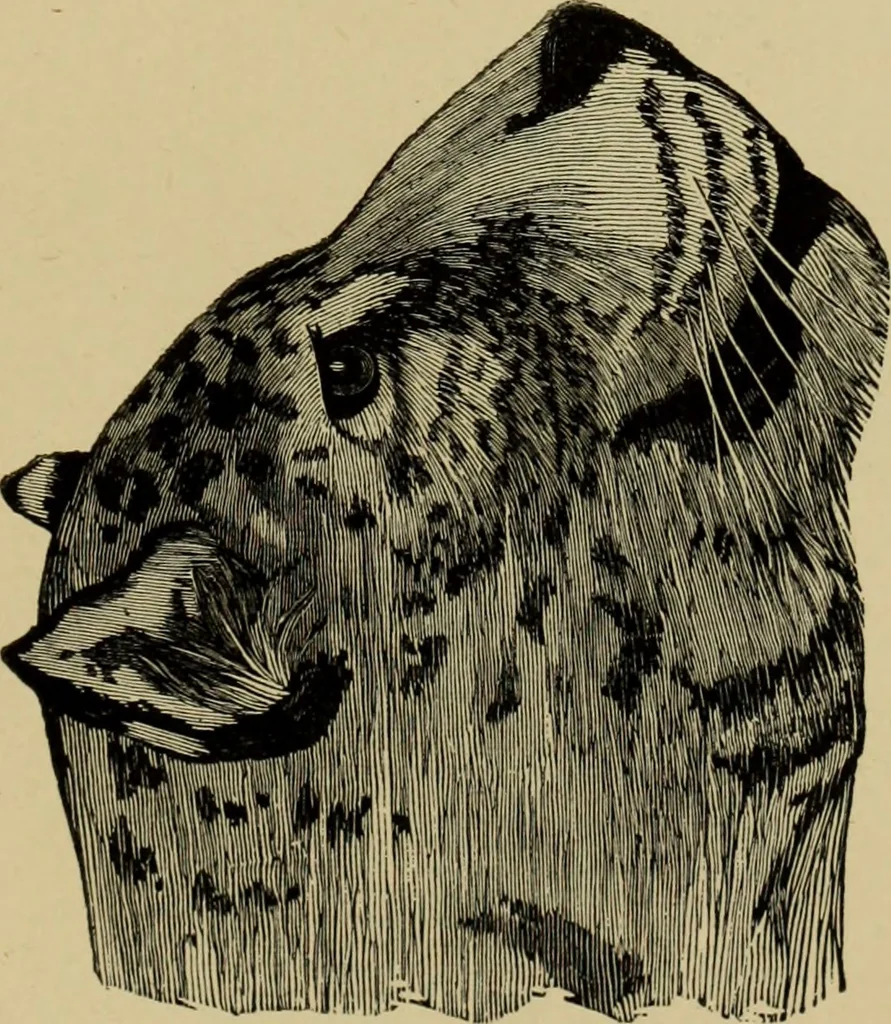 An illustration from Colouration in animals and plants, 1886, leaf 160