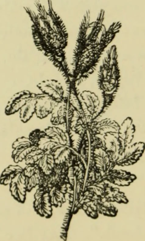 An illustration from Colouration in animals and plants, 1886, leaf 17