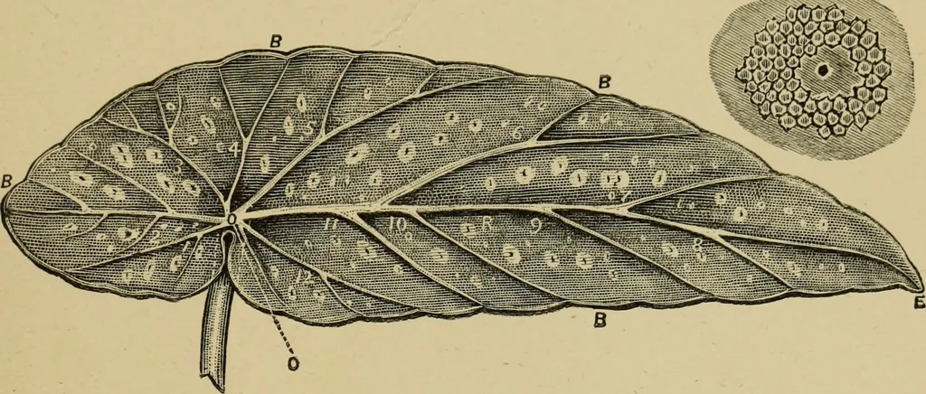 An illustration from Colouration in animals and plants, 1886, leaf 170