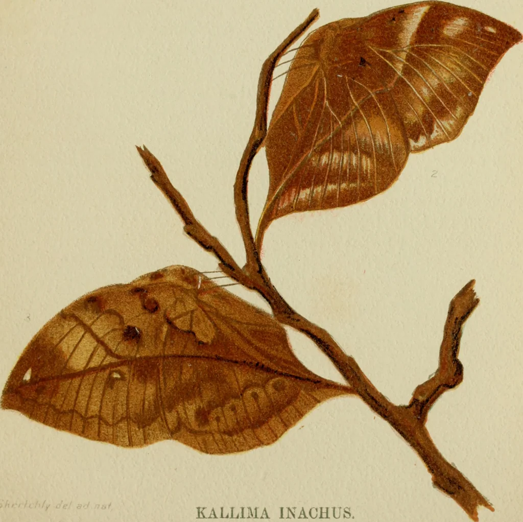 An illustration from Colouration in animals and plants, 1886, leaf 46