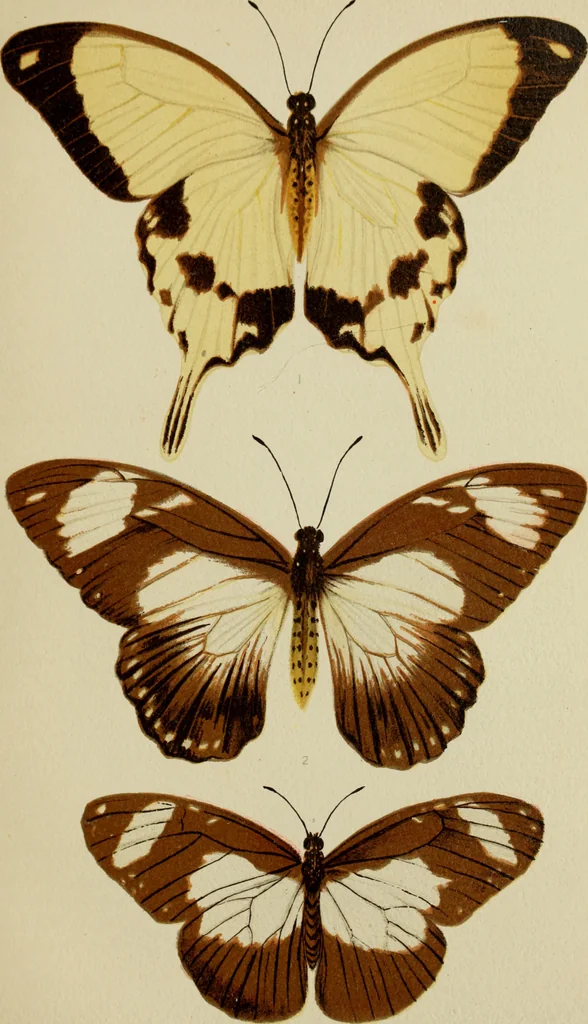 An illustration from Colouration in animals and plants, 1886, leaf 50