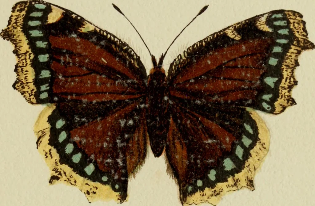 An illustration from Colouration in animals and plants, 1886, leaf 62