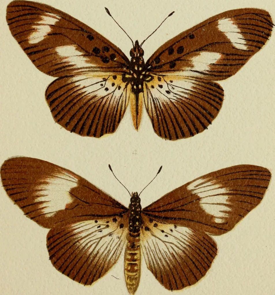 An illustration from Colouration in animals and plants, 1886, leaf 62