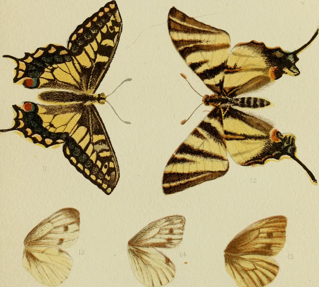 An illustration from Colouration in animals and plants, 1886, leaf 66