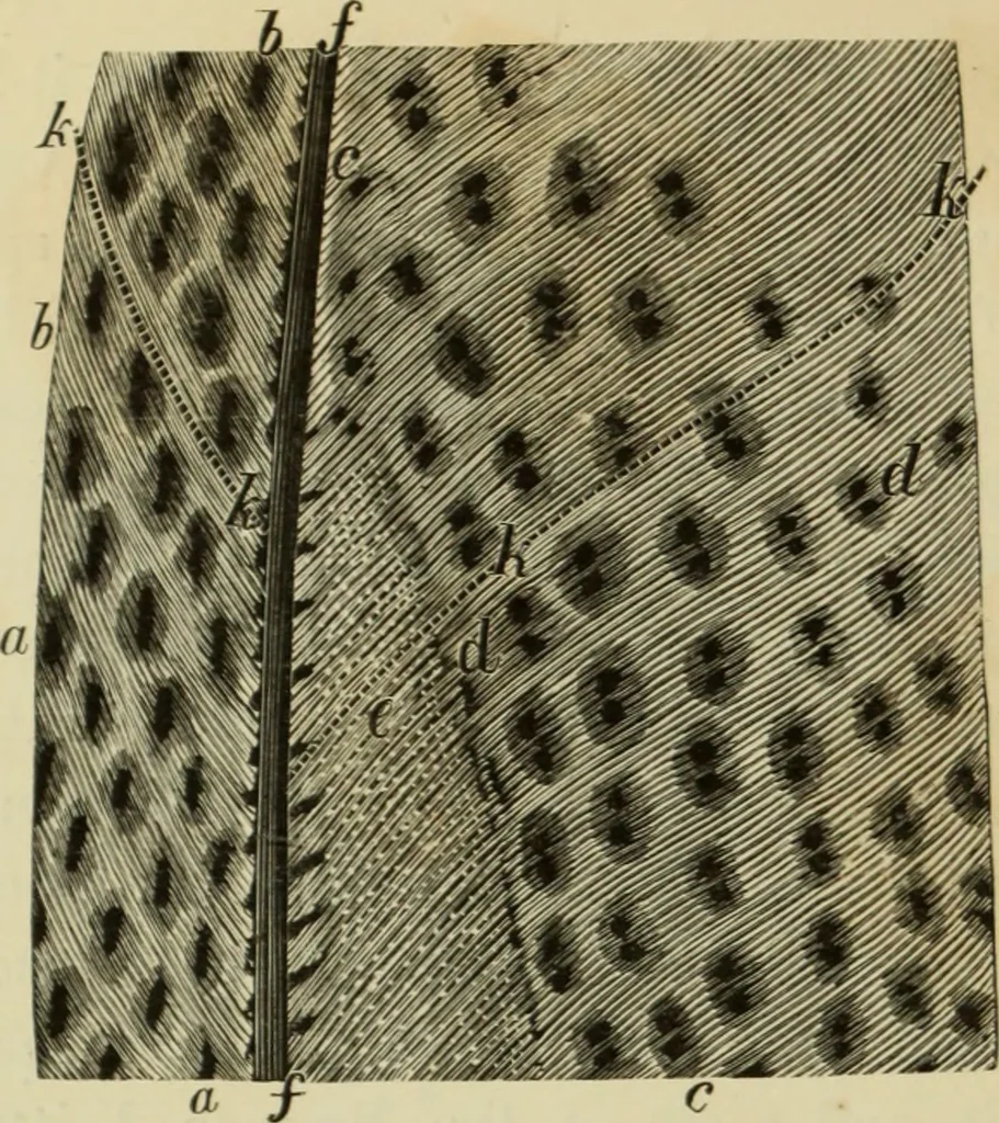 An illustration from Colouration in animals and plants, 1886, leaf 69