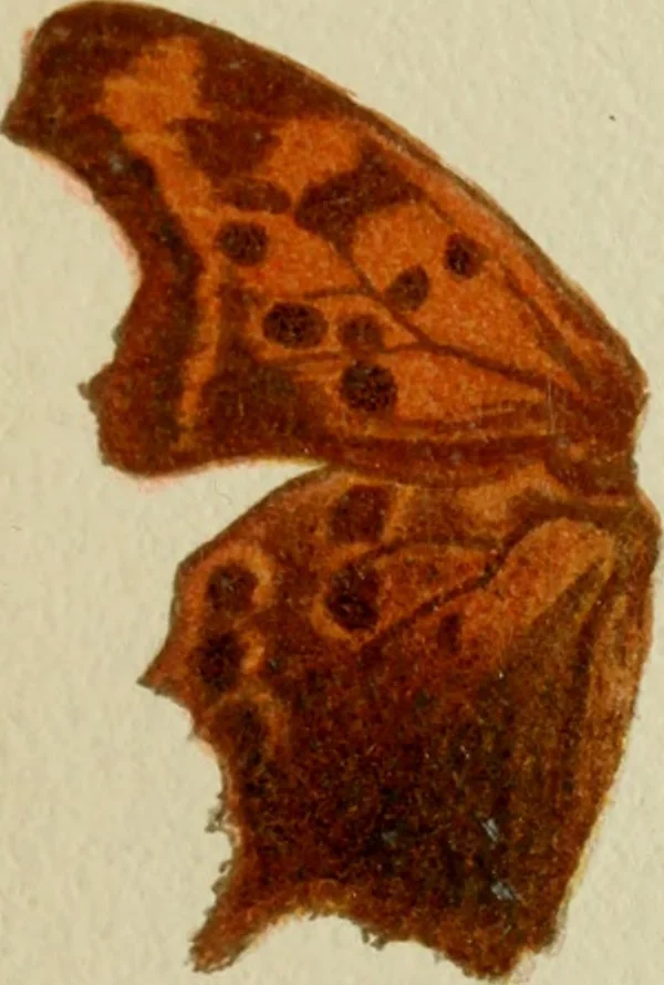 An illustration from Colouration in animals and plants, 1886, leaf 70