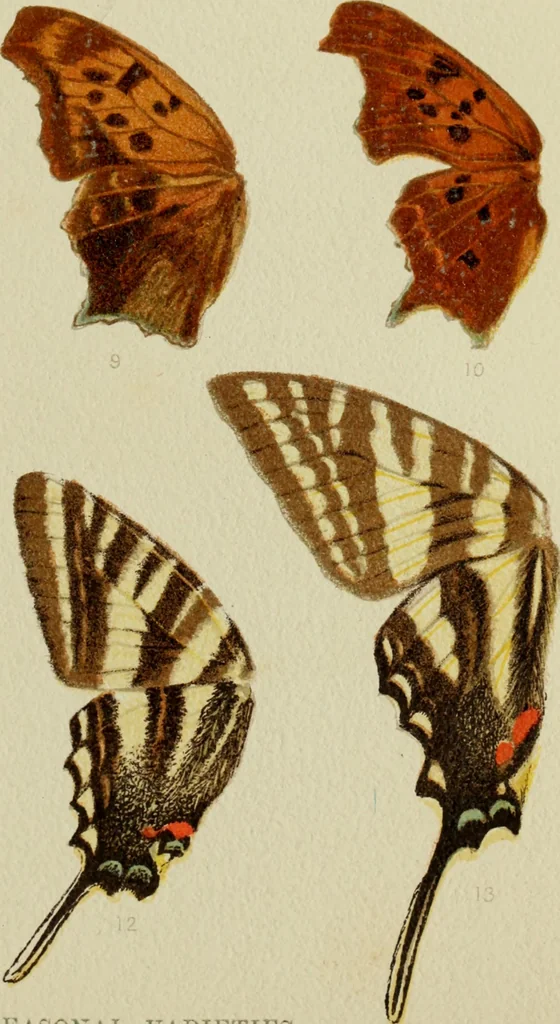 An illustration from Colouration in animals and plants, 1886, leaf 70
