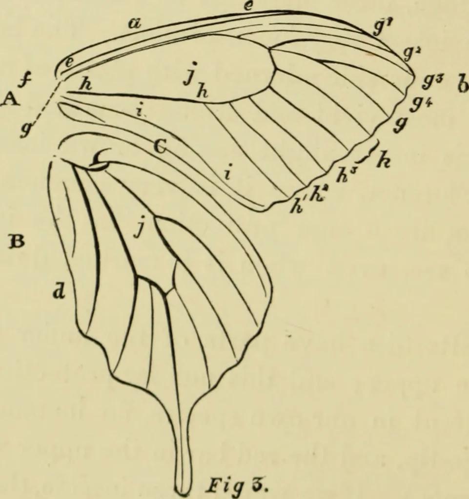 An illustration from Colouration in animals and plants, 1886, leaf 99