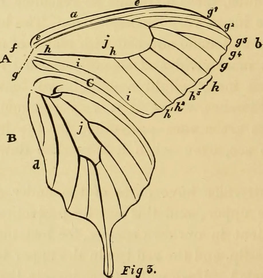 An illustration from Colouration in animals and plants, 1886, leaf 101