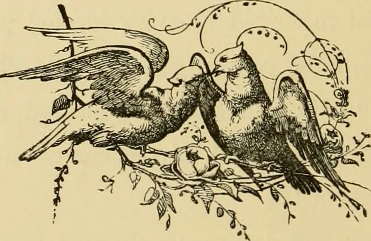 An illustration from Colouration in animals and plants, 1886, leaf 11