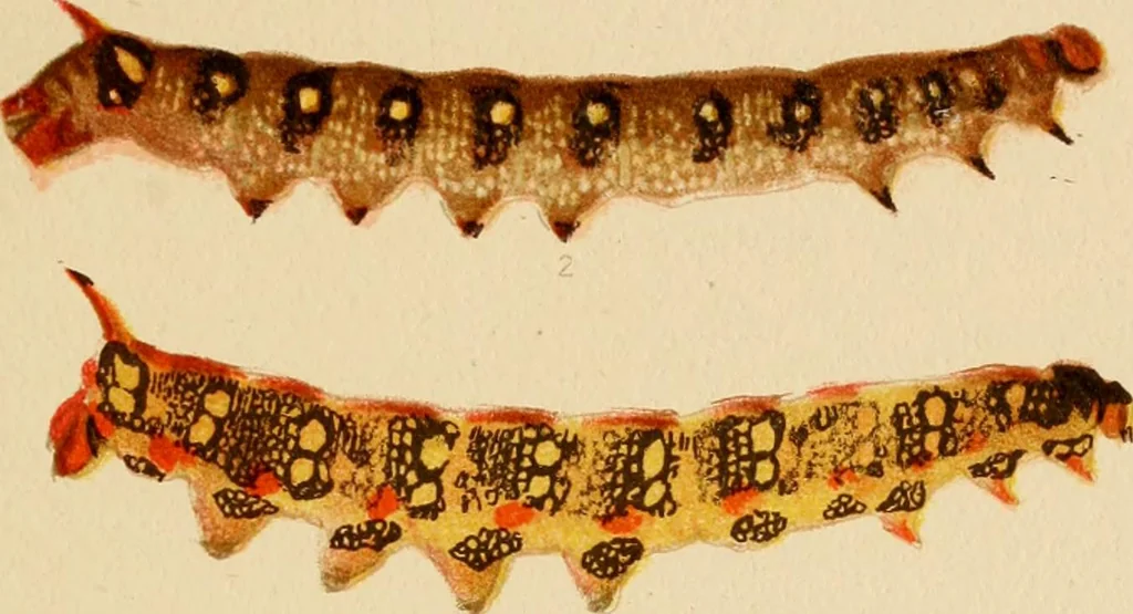 An illustration from Colouration in animals and plants, 1886, leaf 112