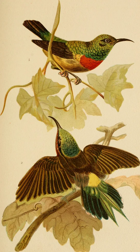 An illustration from Colouration in animals and plants, 1886, leaf 128