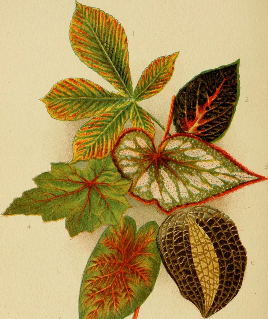 An illustration from Colouration in animals and plants, 1886, leaf 135