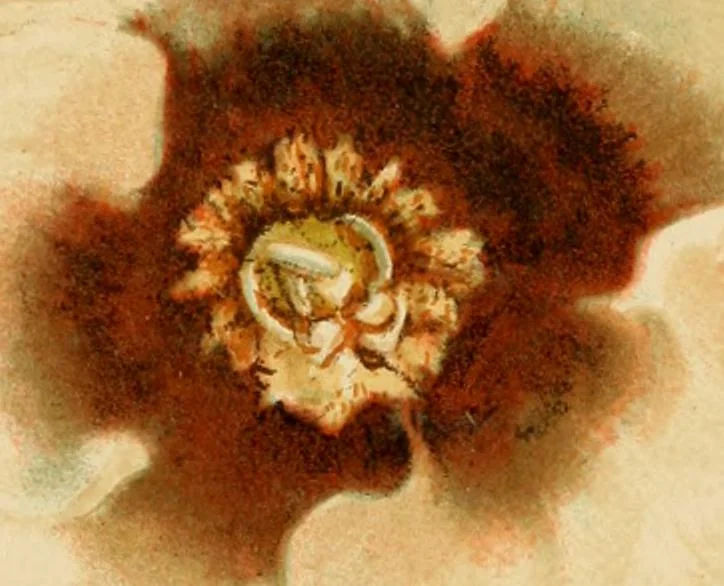 An illustration from Colouration in animals and plants, 1886, leaf 138