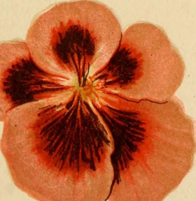 An illustration from Colouration in animals and plants, 1886, leaf 138
