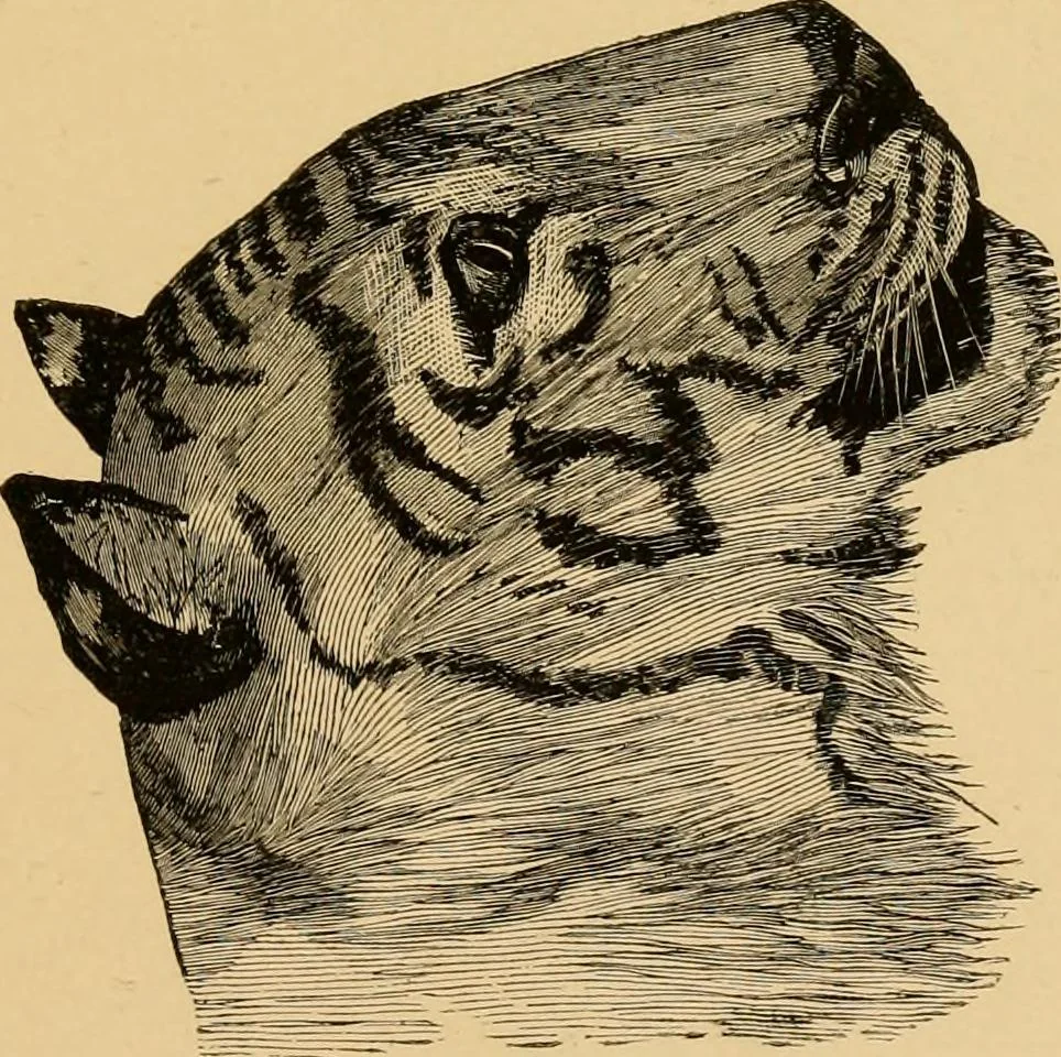 An illustration from Colouration in animals and plants, 1886, leaf 156