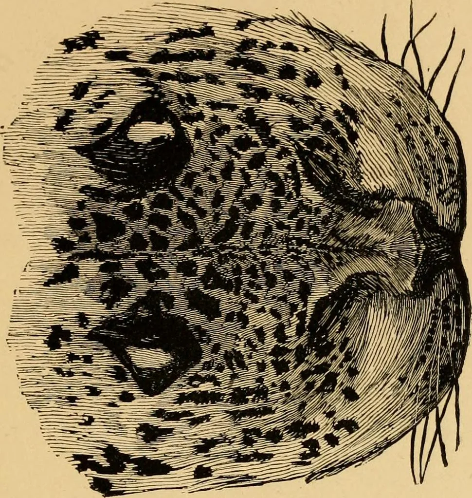 An illustration from Colouration in animals and plants, 1886, leaf 162