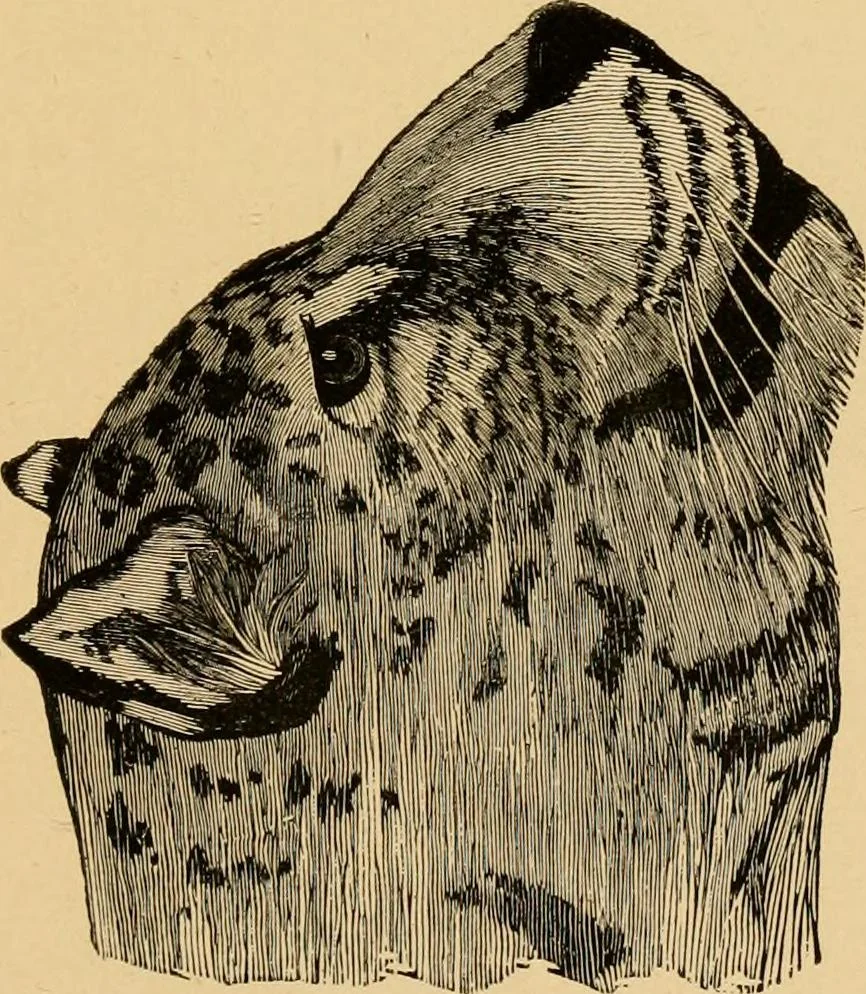 An illustration from Colouration in animals and plants, 1886, leaf 162