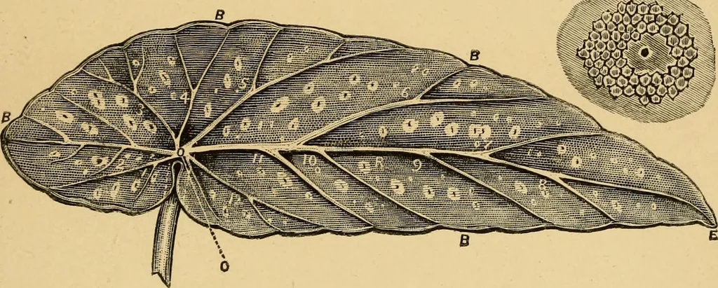 An illustration from Colouration in animals and plants, 1886, leaf 172