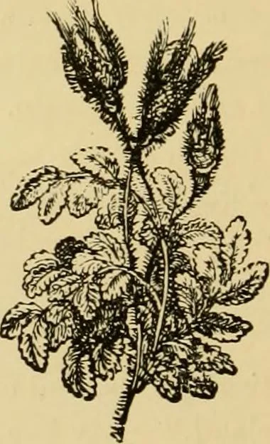 An illustration from Colouration in animals and plants, 1886, leaf 19
