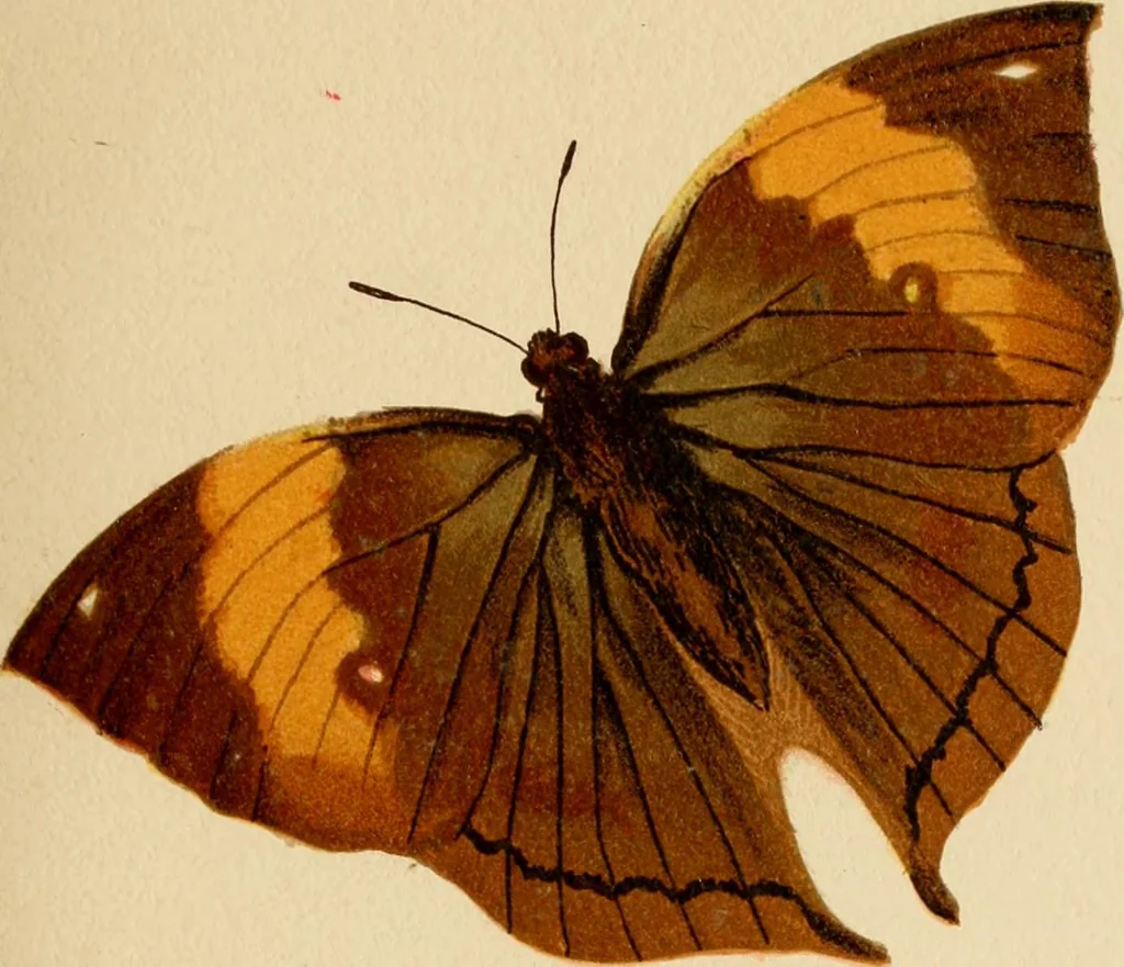 An illustration from Colouration in animals and plants, 1886, leaf 48