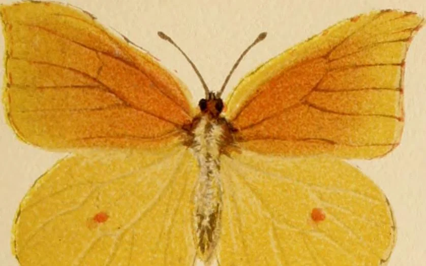 An illustration from Colouration in animals and plants, 1886, leaf 64