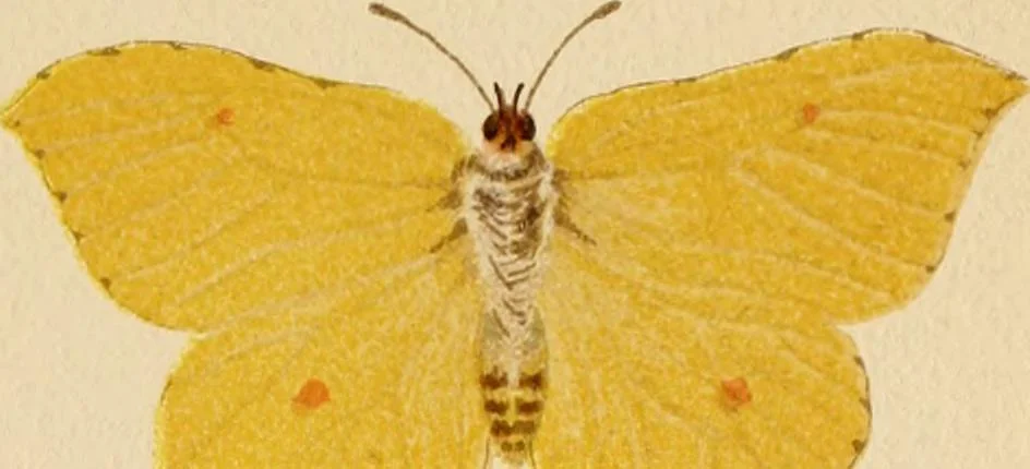 An illustration from Colouration in animals and plants, 1886, leaf 64