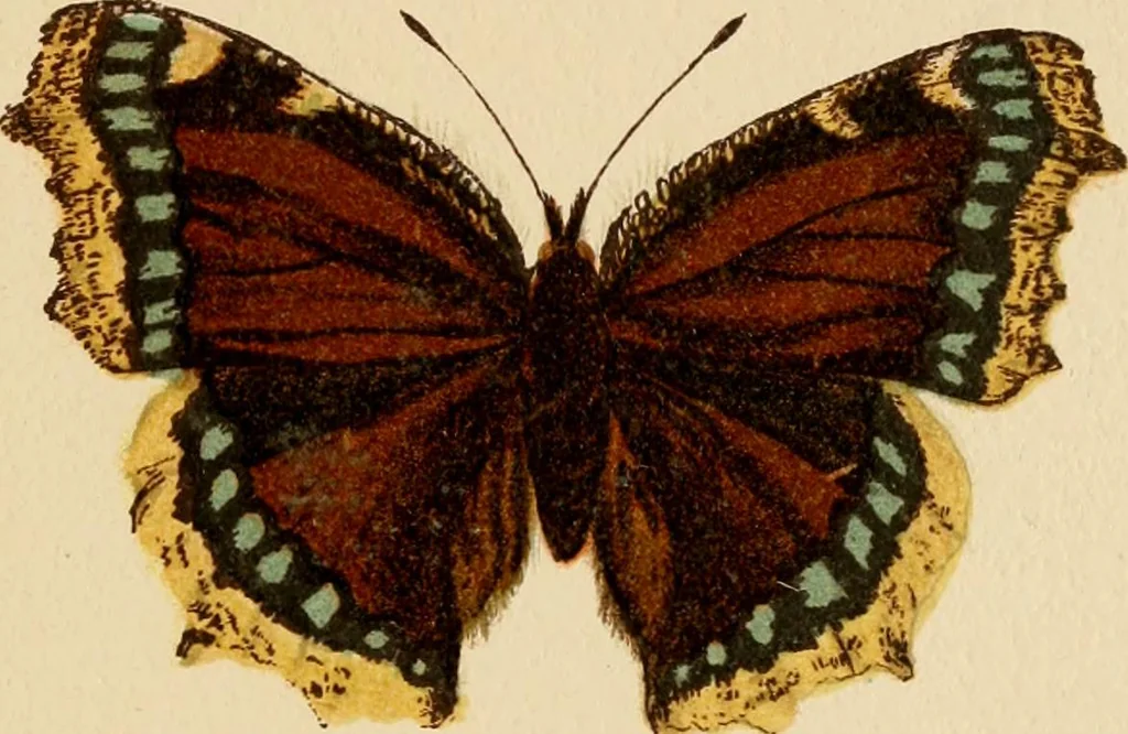 An illustration from Colouration in animals and plants, 1886, leaf 64