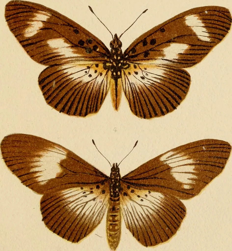 An illustration from Colouration in animals and plants, 1886, leaf 64