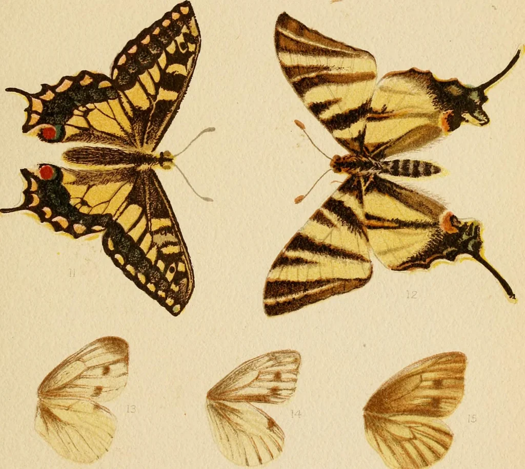 An illustration from Colouration in animals and plants, 1886, leaf 68