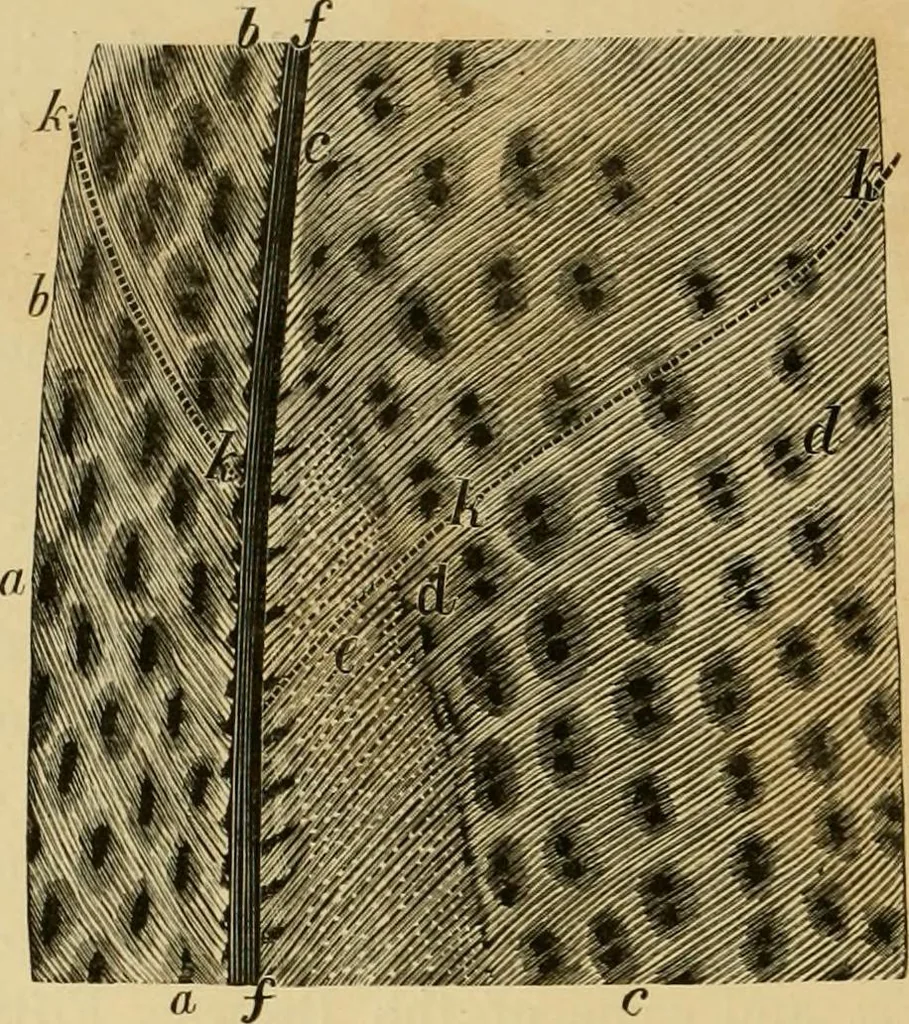 An illustration from Colouration in animals and plants, 1886, leaf 71