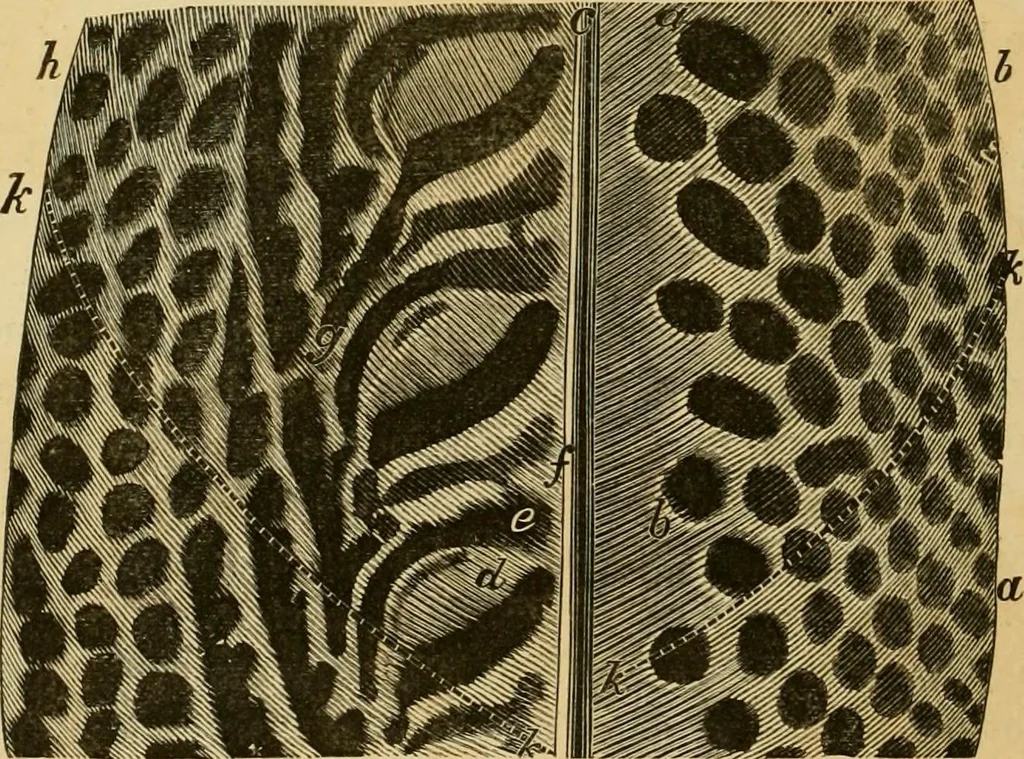 An illustration from Colouration in animals and plants, 1886, leaf 71