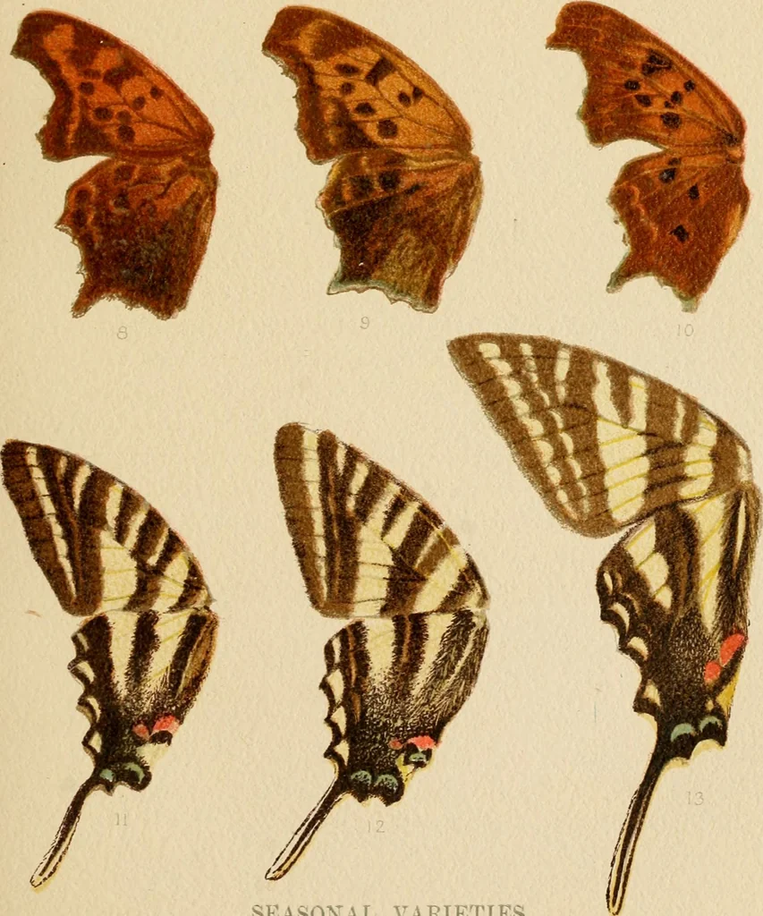 An illustration from Colouration in animals and plants, 1886, leaf 72