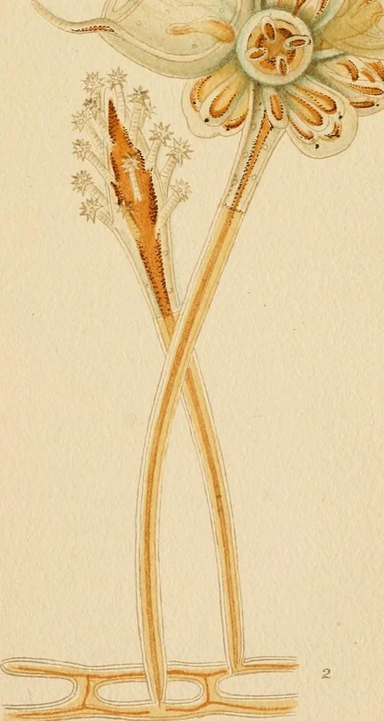 An illustration from Colouration in animals and plants, 1886, leaf 92