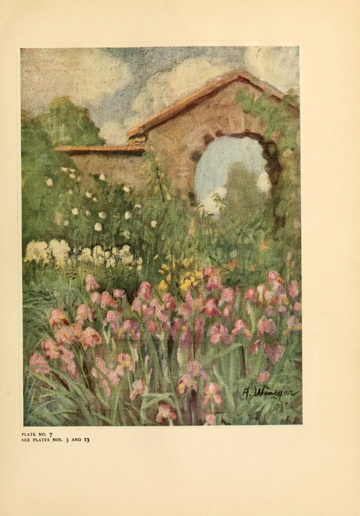 An illustration from Colour in my garden, 1918, leaf 103
