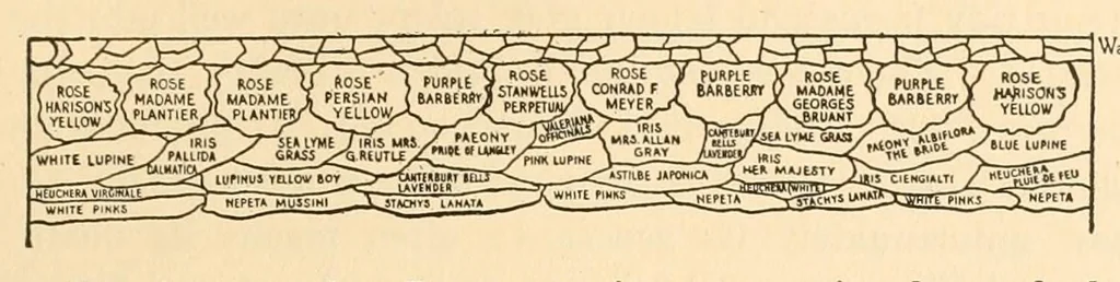 An illustration from Colour in my garden, 1918, leaf 125