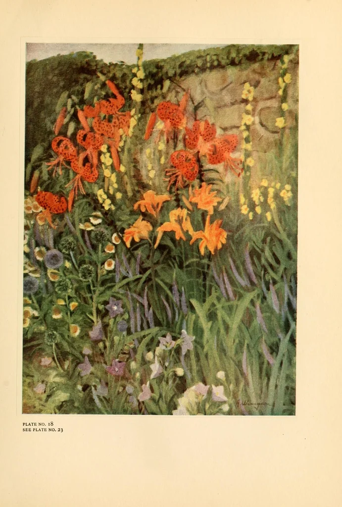 An illustration from Colour in my garden, 1918, leaf 253