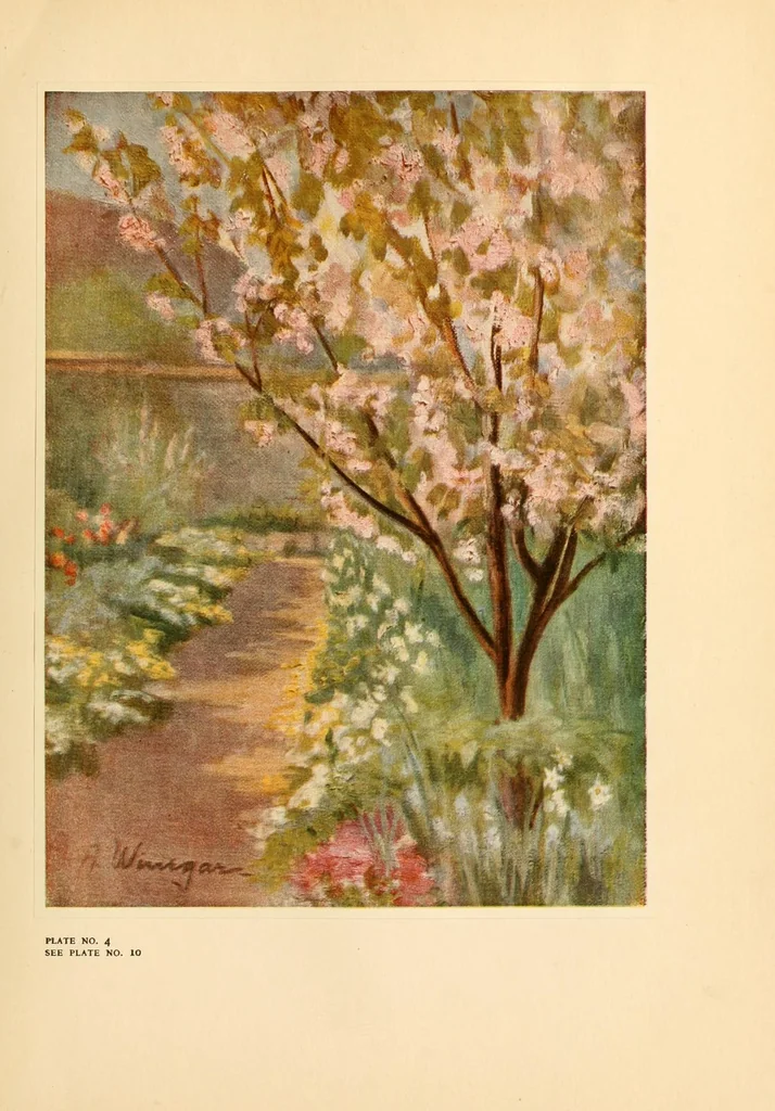 An illustration from Colour in my garden, 1918, leaf 55
