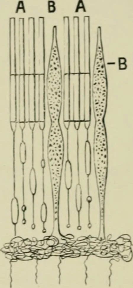 An illustration from Colour-matching on textiles : a manual intended for the use of dyers, calico printers, and textile colour chemists, containing coloured frontispiece, twenty-nine illustrations, and fourteen dyed patterns in appendix, 1901, leaf 25