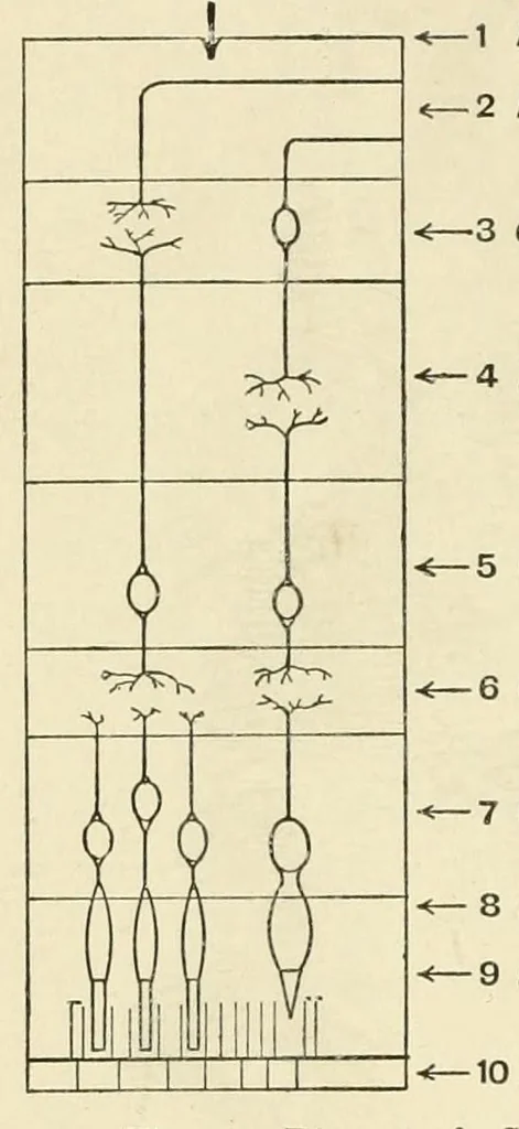 An illustration from Colour and methods of colour reproduction, 1923, leaf 104