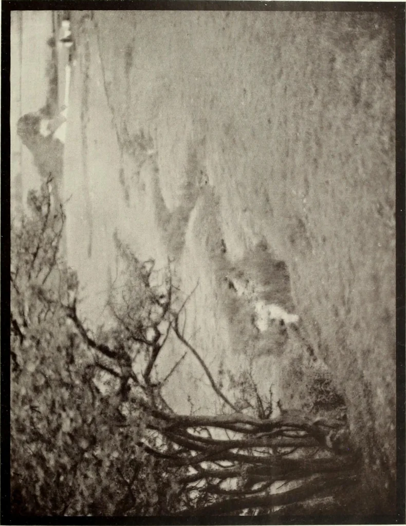 An illustration from Colour photography : and other recent developments of the art of the camera, 1908, leaf 176