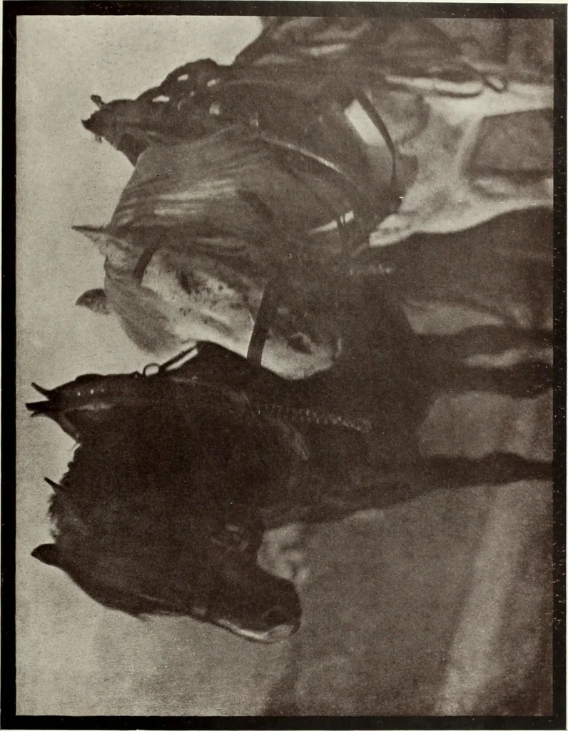An illustration from Colour photography : and other recent developments of the art of the camera, 1908, leaf 220