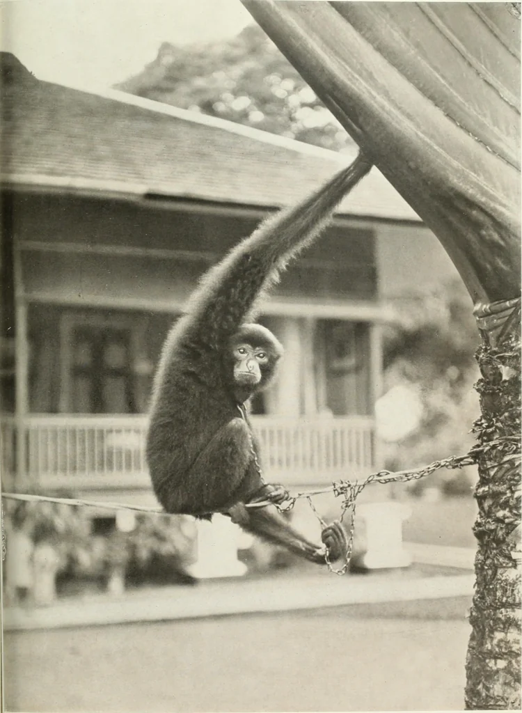 An illustration from Colour photography : and other recent developments of the art of the camera, 1908, leaf 250
